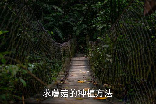 求蘑菇的種植方法