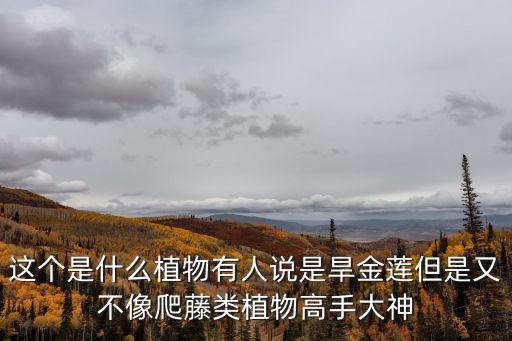 這個是什么植物有人說是旱金蓮但是又不像爬藤類植物高手大神