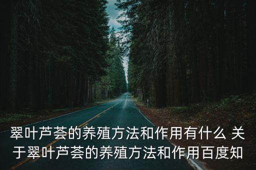 翠葉蘆薈的養殖方法和作用有什么 關于翠葉蘆薈的養殖方法和作用百度知