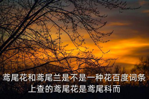 鳶尾花和鳶尾蘭是不是一種花百度詞條上查的鳶尾花是鳶尾科而