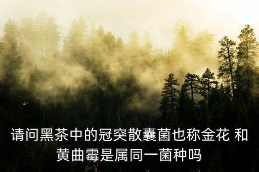 請問黑茶中的冠突散囊菌也稱金花 和黃曲霉是屬同一菌種嗎