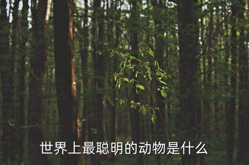世界上最聰明的動物是什么