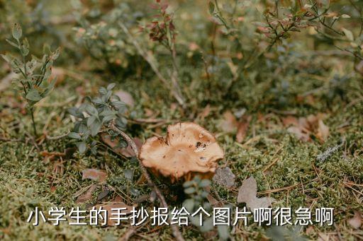 小學(xué)生的手抄報給個圖片啊很急啊