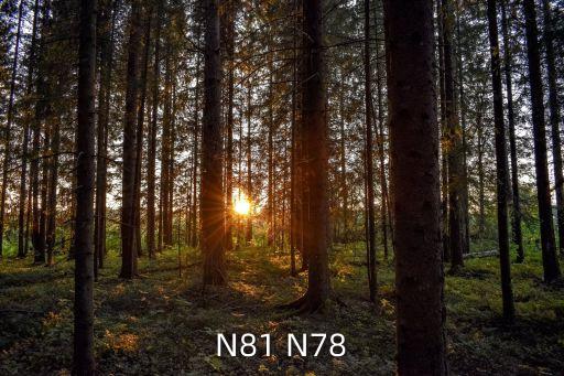 N81 N78