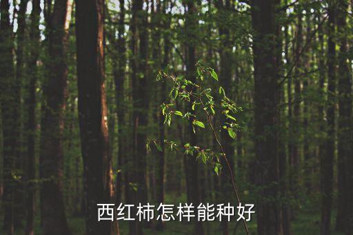 西紅柿怎樣能種好