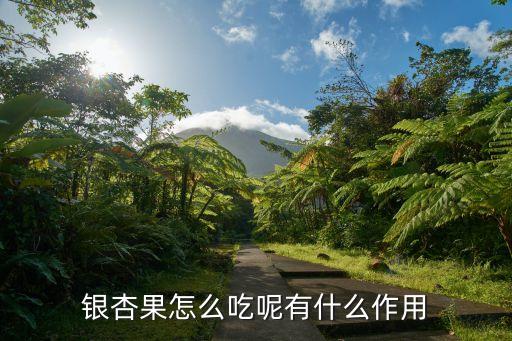 銀杏果，銀杏的果實