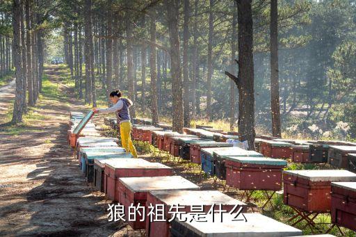 狼的祖先是什么