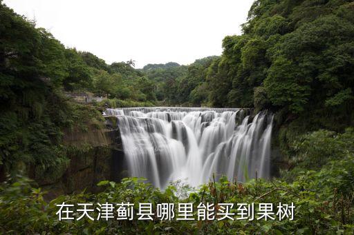 在天津薊縣哪里能買到果樹