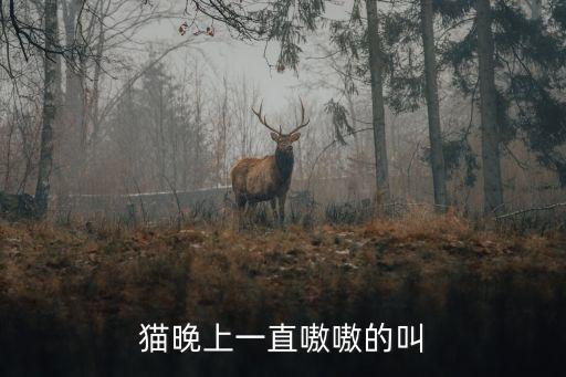 貓晚上一直嗷嗷的叫