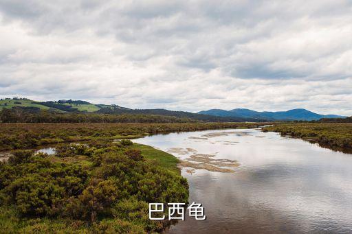 巴西烏龜，巴西龜