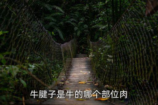 牛腱子是牛的哪個部位肉