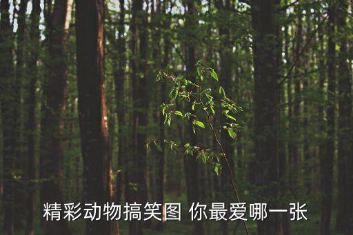 搞笑動(dòng)物圖片，精彩動(dòng)物搞笑圖 你最?lèi)?ài)哪一張
