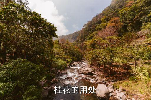 桂花的用處