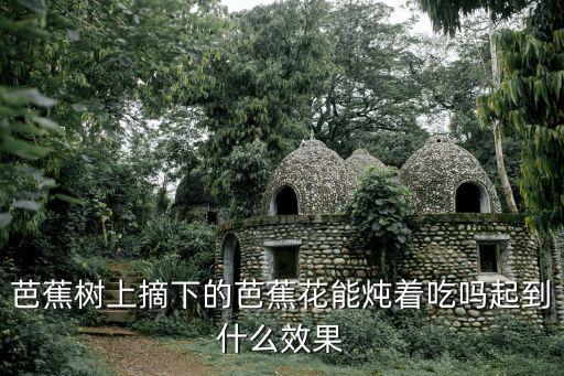 芭蕉樹上摘下的芭蕉花能燉著吃嗎起到什么效果