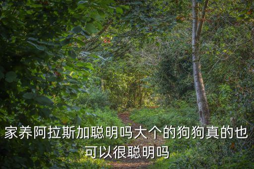 阿拉斯加智商，阿拉斯加狗狗聰明嘛