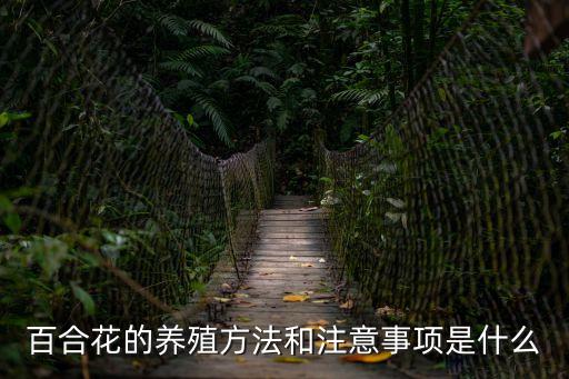 百合花的養殖方法和注意事項，百合花怎么養有什么要注意的地方