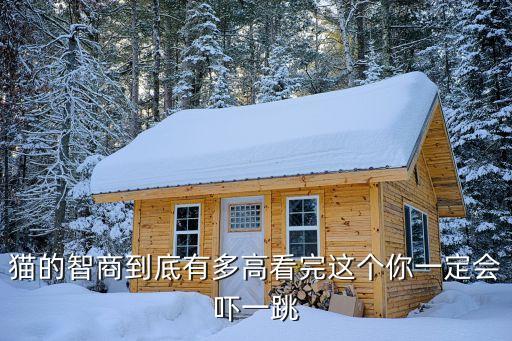 貓的智商到底有多高看完這個你一定會嚇一跳
