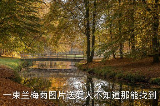 一束花圖片，一束蘭梅菊圖片送愛人不知道那能找到