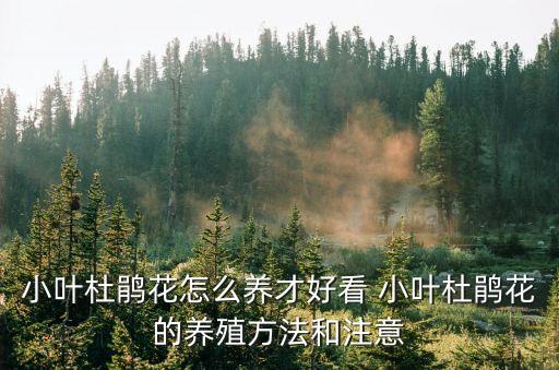 小葉杜鵑花怎么養才好看 小葉杜鵑花的養殖方法和注意