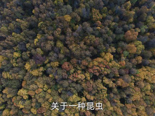 巨圓臀大蜓，世界上飛行速度最快的昆蟲