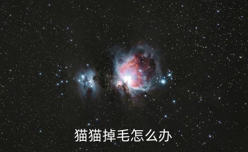 貓貓掉毛怎么辦