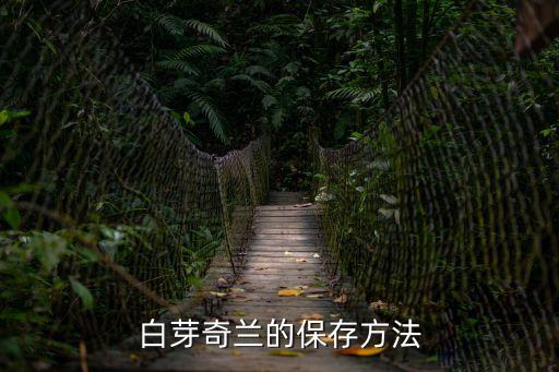 白牙奇蘭，白芽奇蘭產地在哪里