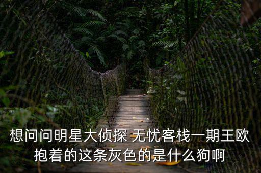 想問問明星大偵探 無憂客棧一期王歐抱著的這條灰色的是什么狗啊