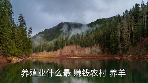 養(yǎng)殖業(yè)什么最 賺錢農(nóng)村 養(yǎng)羊