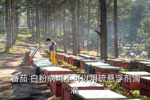 番茄白粉病,白粉病防治方法:摘掉帶病枝葉堆在一起治療