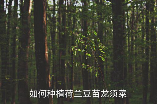 如何種植荷蘭豆苗龍須菜