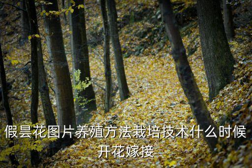 假曇花圖片養(yǎng)殖方法栽培技術(shù)什么時(shí)候開(kāi)花嫁接