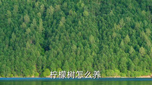 檸檬樹怎么養(yǎng)，檸檬樹怎么養(yǎng)
