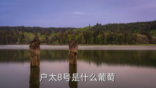 戶太8號是什么葡萄