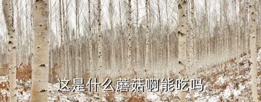 這是什么蘑菇啊能吃嗎
