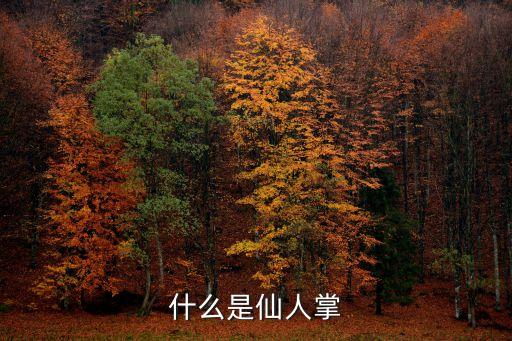 什么是仙人掌
