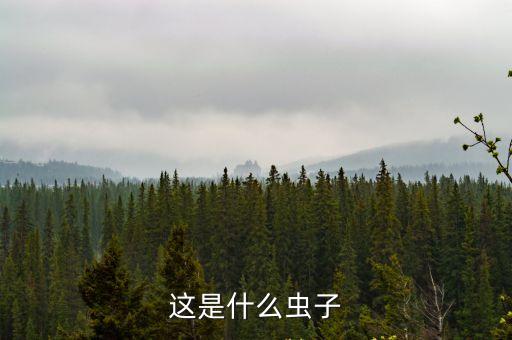 這是什么蟲子