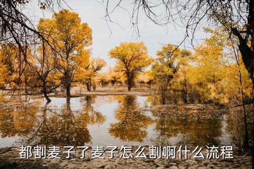 都割麥子了麥子怎么割啊什么流程