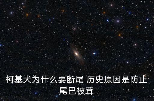 柯基犬為什么要斷尾 歷史原因是防止尾巴被茸