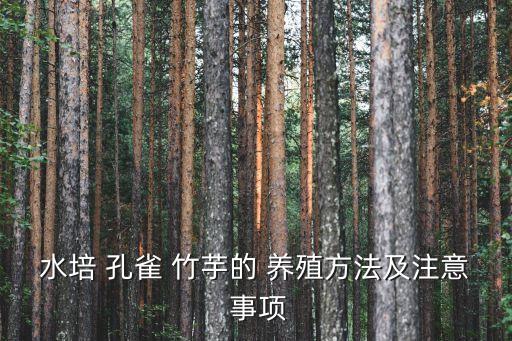 孔雀竹芋的養殖方法和注意事項,水培孔雀竹芋注意事項