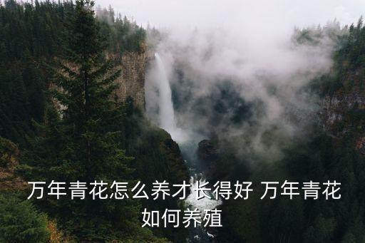  萬年青花怎么養才長得好 萬年青花如何養殖