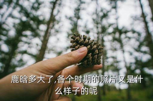  鹿晗多大了,各個時期的照片又是什么樣子的呢