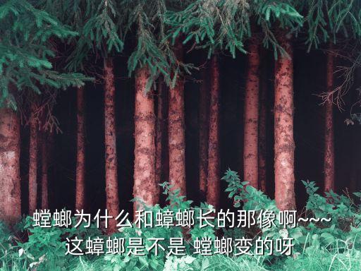  螳螂為什么和蟑螂長的那像啊~~~這蟑螂是不是 螳螂變的呀