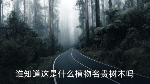 誰知道這是什么植物名貴樹木嗎