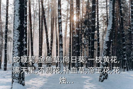 破布葉,死者是否是女司機?