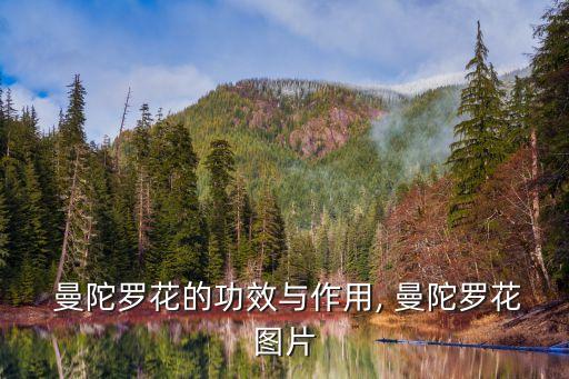  曼陀羅花的功效與作用, 曼陀羅花圖片