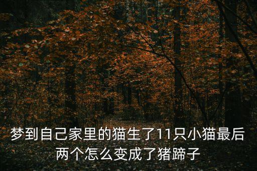 夢到自己家里的貓生了11只小貓最后兩個怎么變成了豬蹄子
