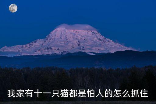 我家有十一只貓都是怕人的怎么抓住