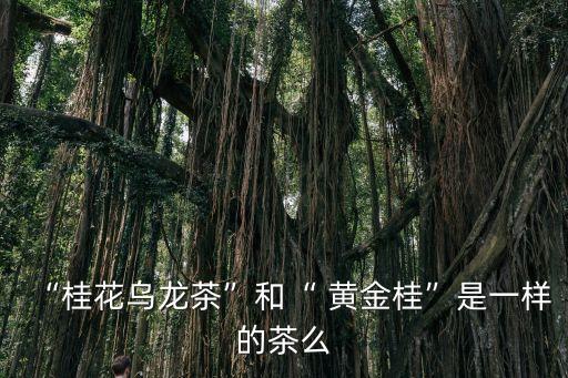 “桂花烏龍茶”和“ 黃金桂”是一樣的茶么