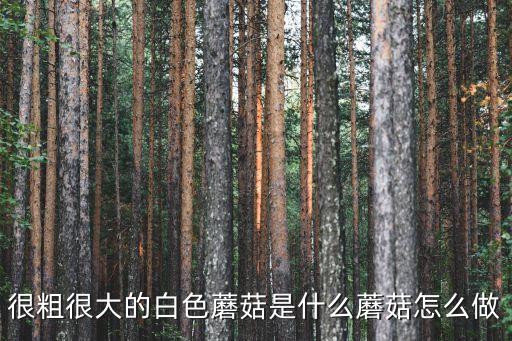很粗很大的白色蘑菇是什么蘑菇怎么做