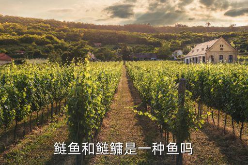鰱魚和鰱鳙是一種魚嗎